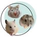 𝗖𝗢𝗖𝗢🐹ふわハムʟɪꜰᴇ (@koch1005) Twitter profile photo 𝗖𝗢𝗖𝗢🐹ふわハムʟɪꜰᴇ (@koch1005) Twitter profile photo
