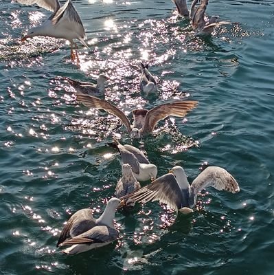 gkhan_paydas's profile picture. 