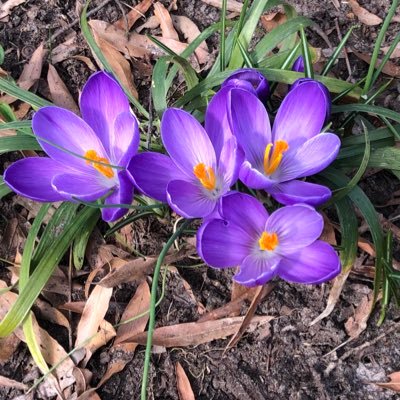 SarahK804's profile picture. 🇺🇸🙏🏻🇺🇸