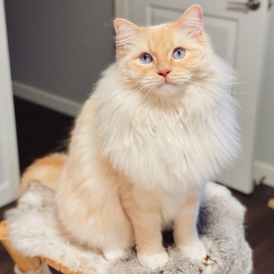 xXMoMoHXx's profile picture. 