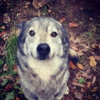 shiloh ૮ ˙ ﻌ˙ ა (@webpmalware) 's Twitter Profile