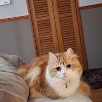 【🎣幻の】ことゆめ/☔🐬心配性管理人🌟🚀 (@kotoyume) 's Twitter Profile Photo