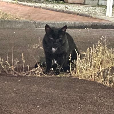 tamaarasan1's profile picture. わたしは差別に抗います🌹 。反差別。カウンターのひよこ🐥。ANTIFA。かたよってますが、何か？よろしう。