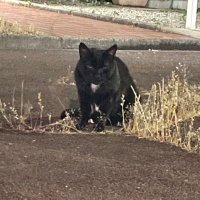 海野 亀 (@tamaarasan1) 's Twitter Profile