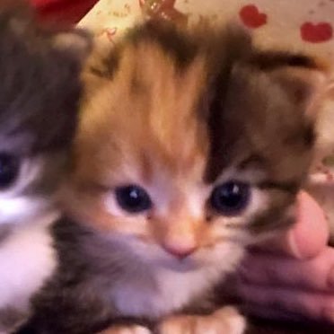 ReynaCherie's profile picture. 