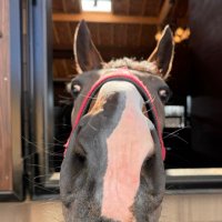 Versaillesのこと色々してる中の人 (@versaillescars) 's Twitter Profile