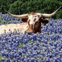 bluebonnetdem NO FUCKS LEFT💙🐾 (@mcelroymarra) 's Twitter Profile