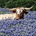 bluebonnetdem NO FUCKS LEFT๐๐พ (@mcelroymarra) Twitter profile photo bluebonnetdem NO FUCKS LEFT๐๐พ (@mcelroymarra) Twitter profile photo