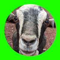 Dr P Goat 🇦🇺 (@smartypantsdoc) 's Twitter Profile Photo