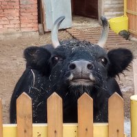 Jamus (@bubalus) 's Twitter Profile