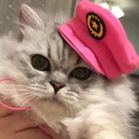 ぶー (@3pd43cdftbg7cv7) 's Twitter Profile