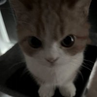 renevie (@renectarr) 's Twitter Profile