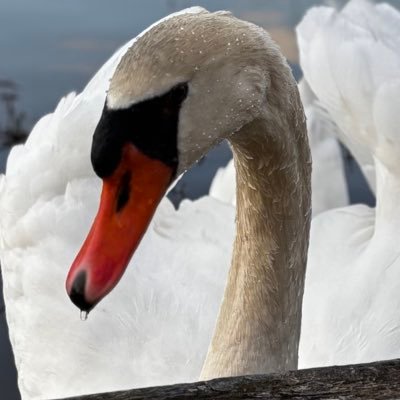 heyCiCiBee's profile picture. military wife. mama. christian. millennial. IVF warrior.