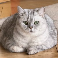 JUNIE (@junie_y_bp) 's Twitter Profile Photo JUNIE (@junie_y_bp) 's Twitter Profile Photo