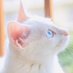 猫ヨガ (@kyomon777) Twitter profile photo 猫ヨガ (@kyomon777) Twitter profile photo