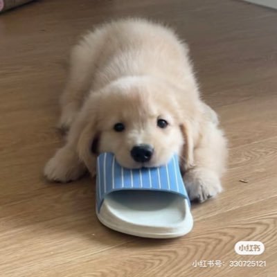 shouyep's profile picture. 