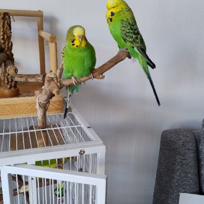 suespensley's profile picture. Loving sobriety one day at a time
The solution is simple,but not easy
Supporter of Niall Harbison @happydoggoThailand
Life's ok most of the time
Reform member