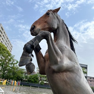 Meiner_Orden's profile picture. 放牧好き/泥パック/生牧草/サラLGアイス/にんげんすき/馬付きくんにんじんちょーだい/あんまりご飯には興味無いかな〜(たぶん)/ポニーサイズ(サラブレッド)/ぱぱはディープインパクト/障害飛越/質問に答えるよ〜/ただ平和に生きたいだけなんだ〜