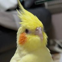 オカメインコのぷりんを探しています (@0316help) 's Twitter Profile Photo オカメインコのぷりんを探しています (@0316help) 's Twitter Profile Photo
