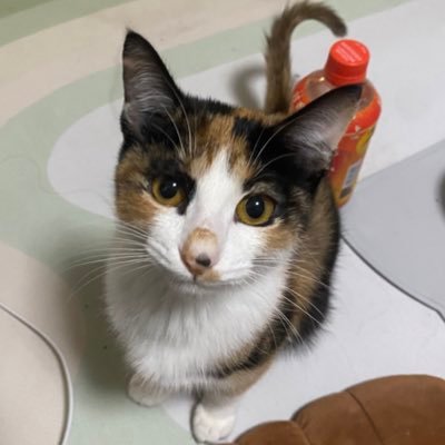chimaki0516's profile picture. ちまき♀ 🎂2024.05.16 🏠2024.09.28 保護猫シェルターから我が家にやってきました🐈 毎日更新したい気持ち📢