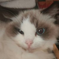 ユユ🇨🇳🇷🇸 (@yuyuzikeai) 's Twitter Profile Photo ユユ🇨🇳🇷🇸 (@yuyuzikeai) 's Twitter Profile Photo