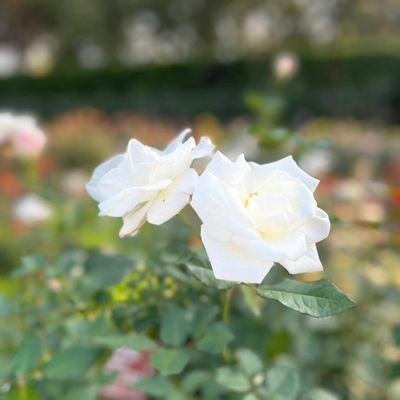 hakenkreuz1247's profile picture. みんなに愛を届ける姫を守りたい

営業一課💼　愛姫（ありす）ゆかり👸🏻 @Yukarin_arisu 
#ゆかりんに愛を届け隊