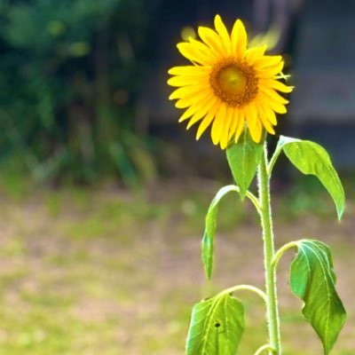 日本語教育に関する情報を収集するためのアカウント。地域日本語教育や在留外国人支援に関心がある大学生(B3)です。日本語教育学主専攻(経過措置Cルート)。無言フォロー失礼します。