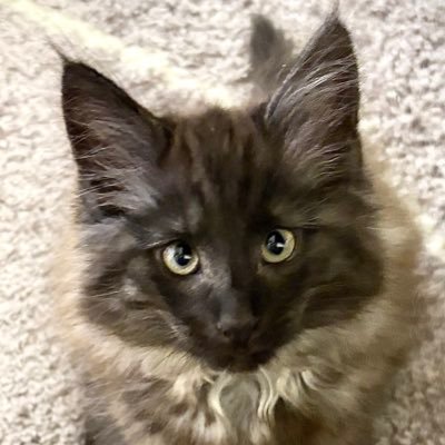サイベリアン・メインクーン・ノルウェージャンフォレストキャットの長毛猫3匹。毎日運動会を開催中。たぬき柄サイベのパルム、はちわれメインクーンのプラム、黒虎ノルウェージャンのクロム