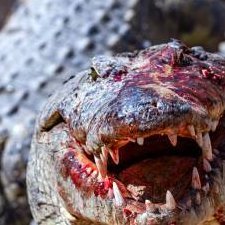 ClawsnSpines's profile picture. Umbrella Corporation staff
In charge of specimen storage | Preserving the health of the people |
Resident Evil ambassador