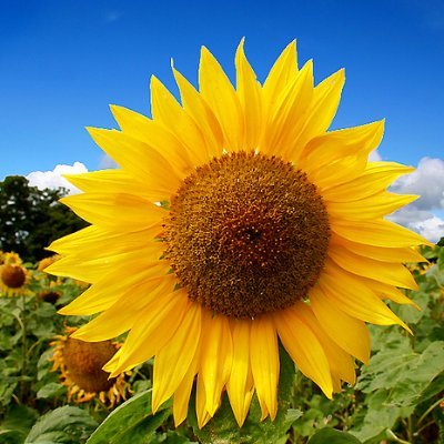 sisirampidou's profile picture. Ερευνώντας την ύπαρξη του ανθρώπου...