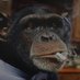 Smoking monkey🚬 (@mlosbadato) Twitter profile photo Smoking monkey🚬 (@mlosbadato) Twitter profile photo