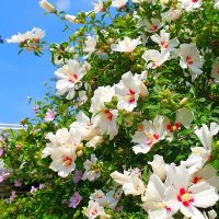 Hansi3452 (@hansi3452) 's Twitter Profile