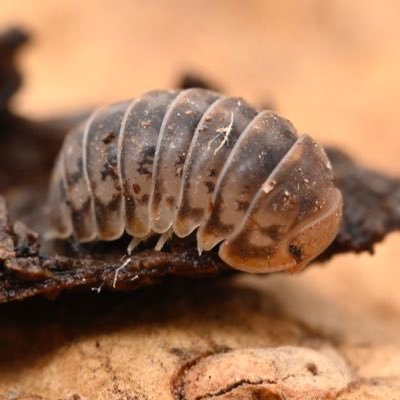 Taurvi314's profile picture. M2、学芸員課程修了、来年から公務員、修論で小笠原の土壌動物相を調査中、生き物雑多垢