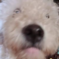 Sofía (@xtribegirlxx) 's Twitter Profile