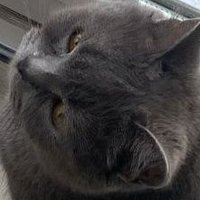 ayşe güzel (@ayseguzel41803) Twitter profile photo