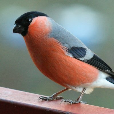 Fugl/bird, antihelt, hytte i skauen, bitcoiner, fan av steinmur, Skogfluenser og honsehusmaxxing