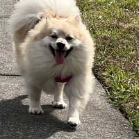 Rosetta Stacy (@artsycattoes) 's Twitter Profile