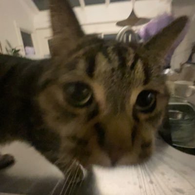 superfroglicker's profile picture. fart