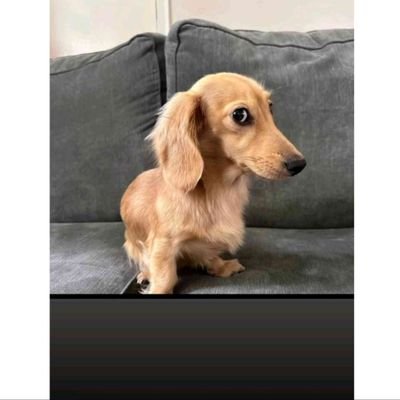 AbhiruchiC23108's profile picture. Competitive Coding||C++ DSA ||Web development