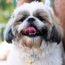 shih tzu (@shihtzufly) Twitter profile photo shih tzu (@shihtzufly) Twitter profile photo