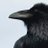 Danger Raven avatar