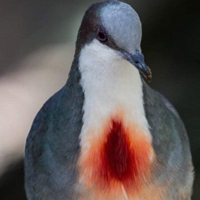 cibselle's profile picture. doida de pedra