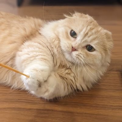 0歳息子育休中、2022年〜デイトレ、2024年9月〜FX秒スキャ猛烈勉強中。生涯収支-110万くらい🫠
子育て多忙につき為替お休み中😴💦