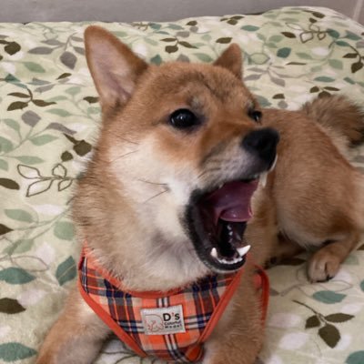 R2.11.18に17歳5ヶ月の柴犬♀🌈 ロスも癒えて。R3.2.24生まれ♀売れ残り💦R3.8.2に我が家に来たビビリで甘えん坊なやんちゃ姫🐶単身赴任中で休みにしか逢えずX始めました😅無言でお邪魔🙇🏻♂️毎朝📮宜しくワンです🐶