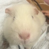 あく (@akua___2525) 's Twitter Profile