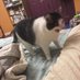 🐈 (@w222421) Twitter profile photo 🐈 (@w222421) Twitter profile photo
