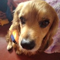 🐶🍓 : ByDulce (@bydulxe) 's Twitter Profile Photo 🐶🍓 : ByDulce (@bydulxe) 's Twitter Profile Photo