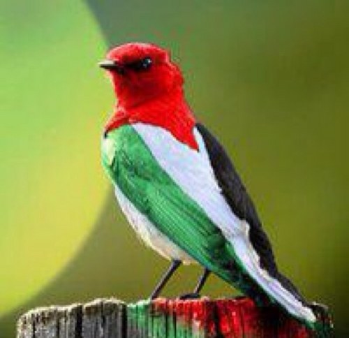 carminesoprano's profile picture. 