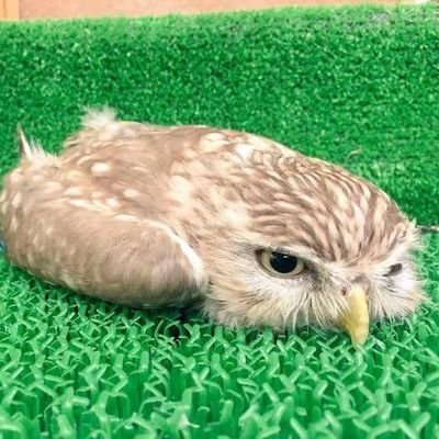 Adult./24↑ ｜ 推しキャラ右（bottom）好き。  無言フォローすみません