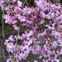 月光仮面&仮面ライダー (@ckpadk2dcwnwww9) 's Twitter Profile Photo